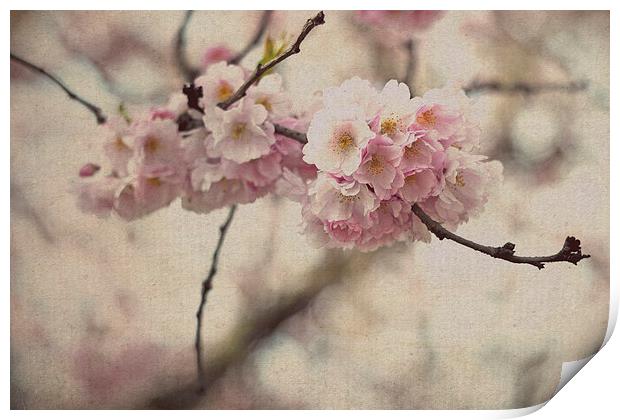 Cherry Blossoms Print by Nadeesha Jayamanne
