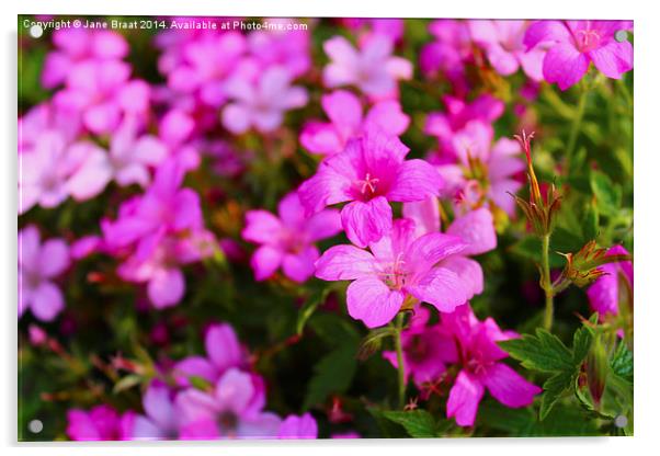 Vibrant Azalea Garden Acrylic by Jane Braat