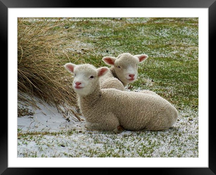 Little Lambs Framed Mounted Print by Peter Farrington