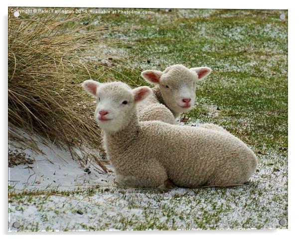 Little Lambs Acrylic by Peter Farrington
