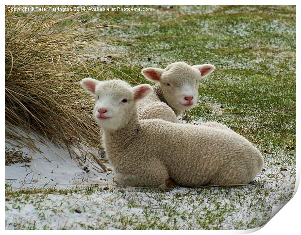 Little Lambs Print by Peter Farrington