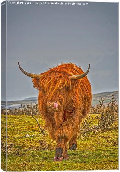 Highland Cow on Bodmin Moor Canvas Print by Chris Thaxter