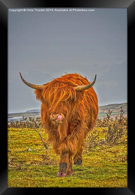Highland Cow on Bodmin Moor Framed Print by Chris Thaxter