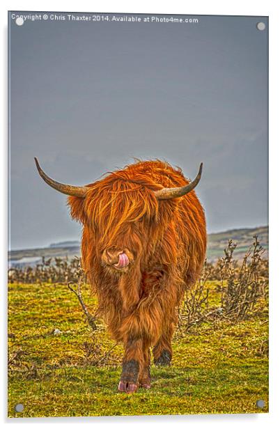 Highland Cow on Bodmin Moor Acrylic by Chris Thaxter