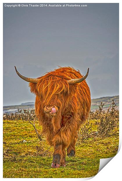 Highland Cow on Bodmin Moor Print by Chris Thaxter