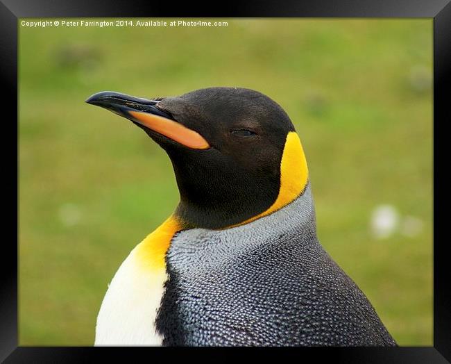 Im Looking Framed Print by Peter Farrington