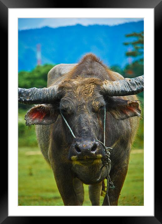 Sumatran Water Buffalo Framed Mounted Print by Alexander Mieszkowski