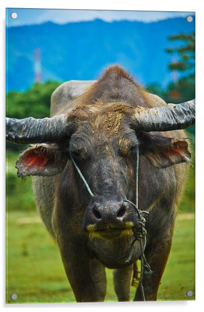 Sumatran Water Buffalo Acrylic by Alexander Mieszkowski