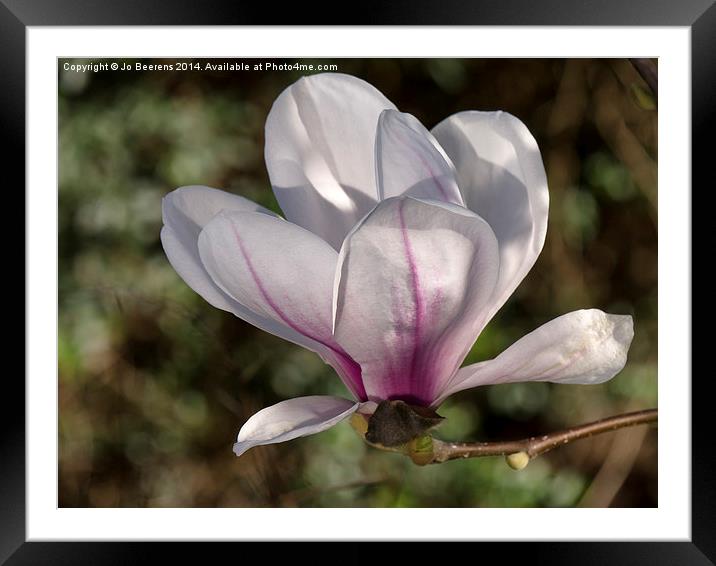 springtime magnolia Framed Mounted Print by Jo Beerens