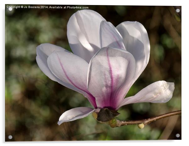 springtime magnolia Acrylic by Jo Beerens
