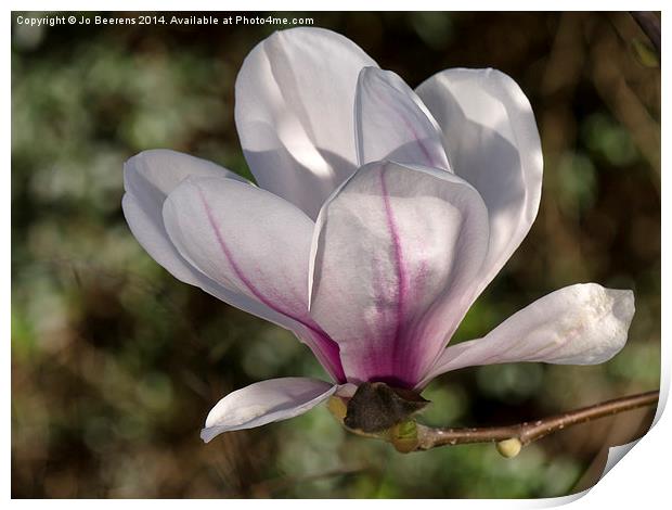 springtime magnolia Print by Jo Beerens