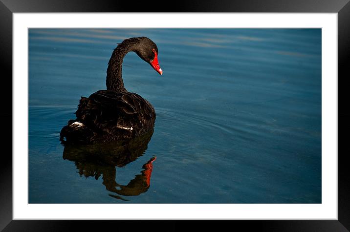 Black Swan Framed Mounted Print by Alexander Mieszkowski