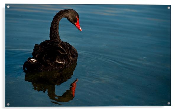 Black Swan Acrylic by Alexander Mieszkowski