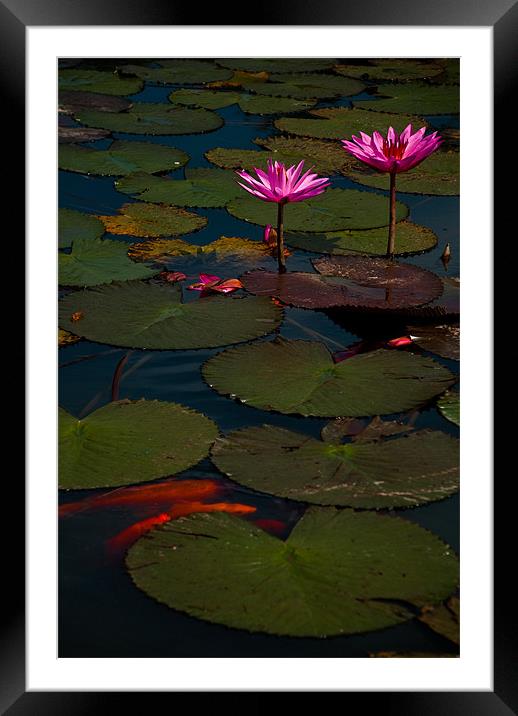 Indonesian Water Lilly Framed Mounted Print by Alexander Mieszkowski