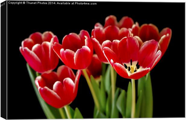 Tulips Canvas Print by Thanet Photos