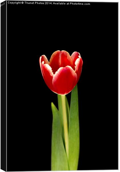 Single tulip Canvas Print by Thanet Photos