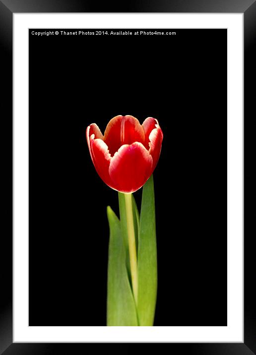 Single tulip Framed Mounted Print by Thanet Photos
