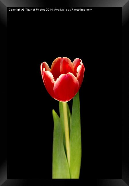 Single tulip Framed Print by Thanet Photos