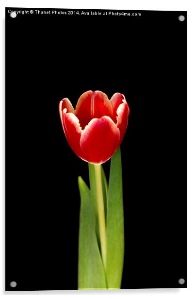 Single tulip Acrylic by Thanet Photos