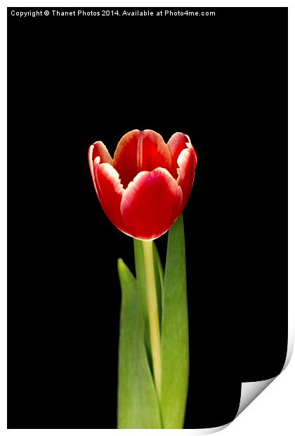 Single tulip Print by Thanet Photos
