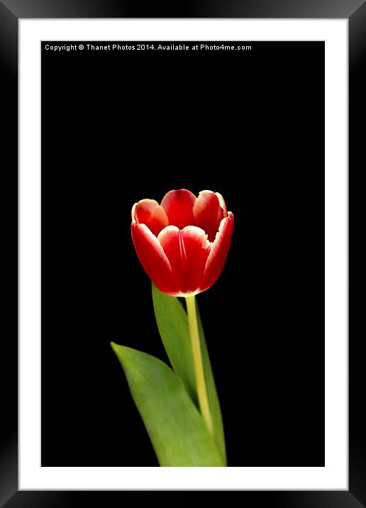 single Tulip flower Framed Mounted Print by Thanet Photos