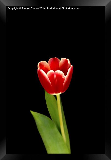 single Tulip flower Framed Print by Thanet Photos
