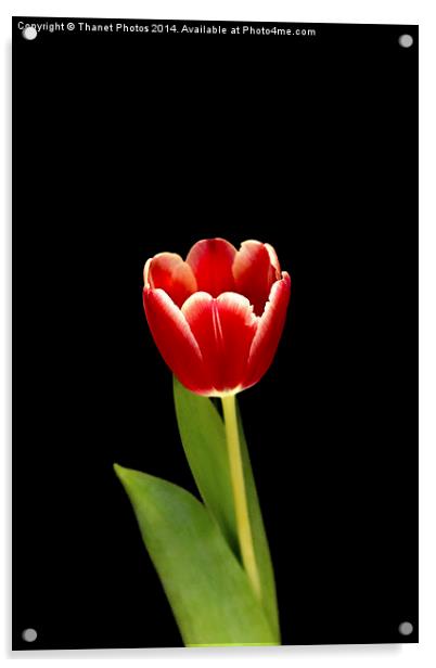 single Tulip flower Acrylic by Thanet Photos