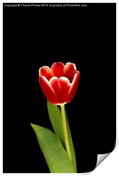 single Tulip flower Print by Thanet Photos
