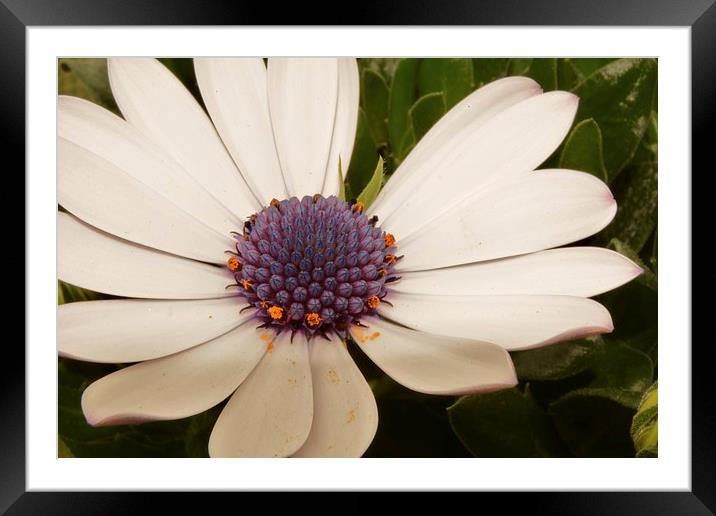 Mothers day  flower Framed Mounted Print by Mark Blake