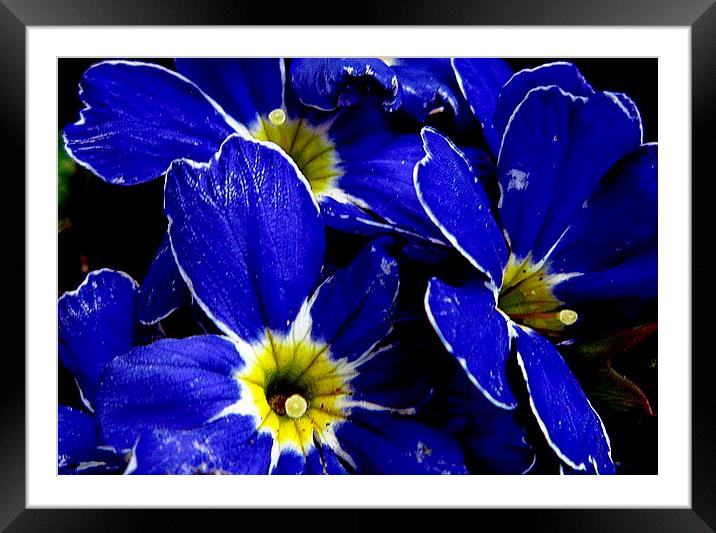 color in nature Framed Mounted Print by dale rys (LP)