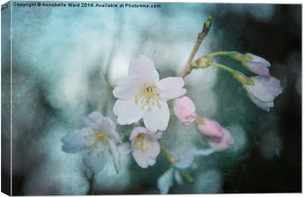 Spring Blossom. Canvas Print by Annabelle Ward