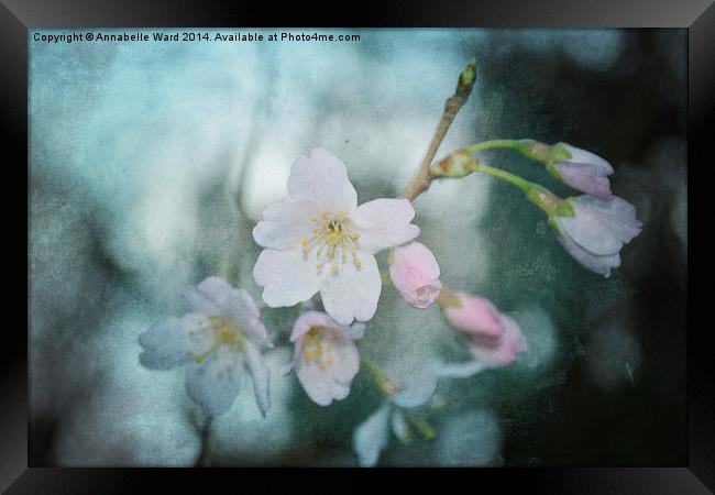 Spring Blossom. Framed Print by Annabelle Ward