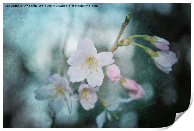 Spring Blossom. Print by Annabelle Ward