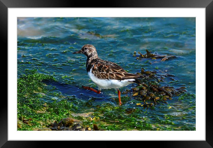 seabird Framed Mounted Print by nick wastie