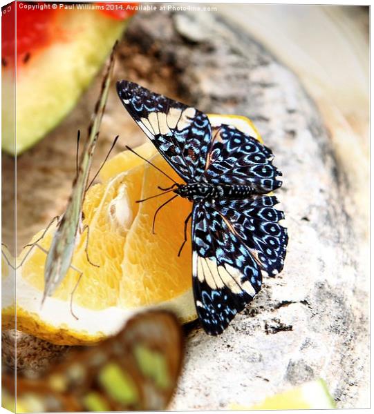 Butterfly on an Orange Canvas Print by Paul Williams