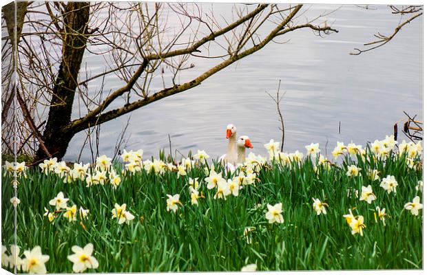 Ducks and daffodils in springtime Canvas Print by Paul Nicholas