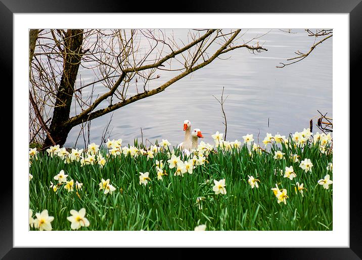 Ducks and daffodils in springtime Framed Mounted Print by Paul Nicholas
