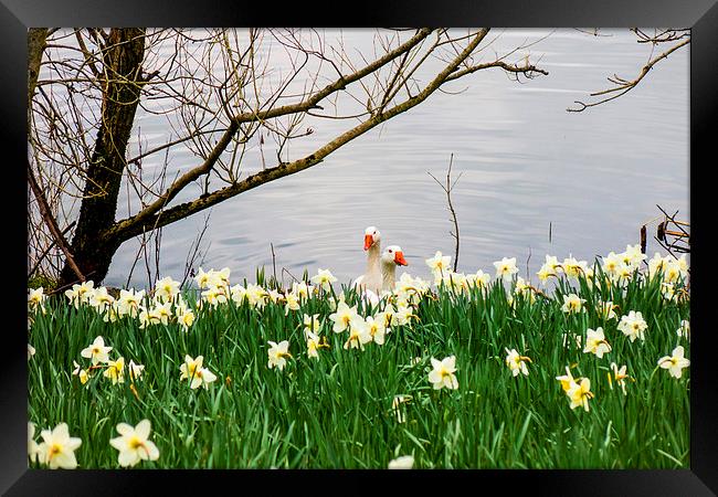 Ducks and daffodils in springtime Framed Print by Paul Nicholas