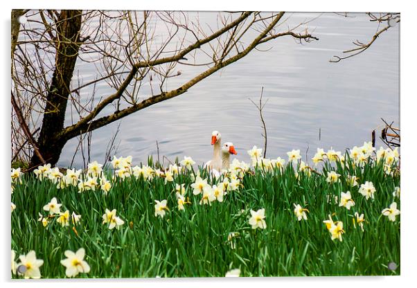 Ducks and daffodils in springtime Acrylic by Paul Nicholas