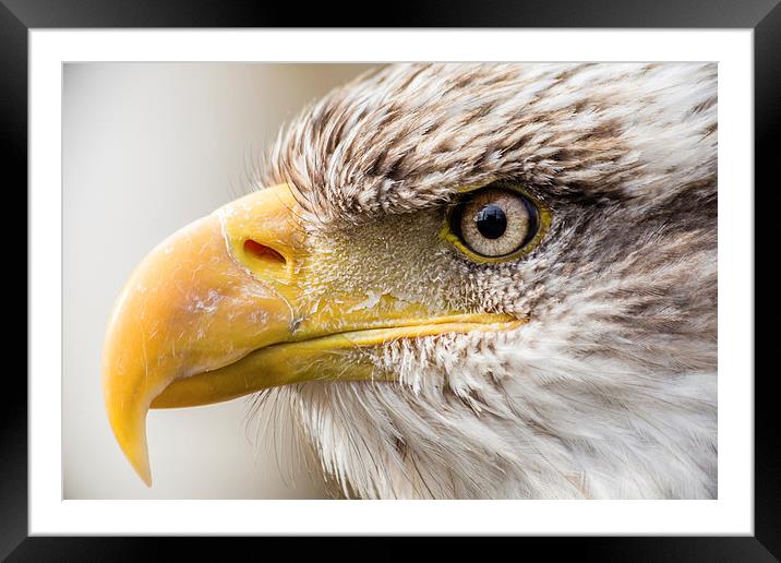 American Bald Eagle Framed Mounted Print by Andy McGarry