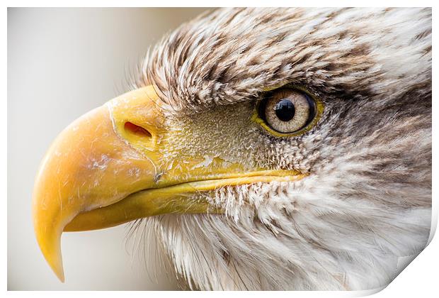 American Bald Eagle Print by Andy McGarry