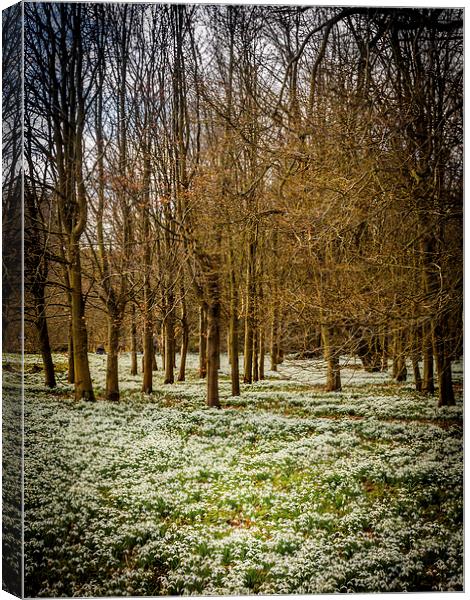 Snowdrop Woods, Welford, Berkshire, England, UK Canvas Print by Mark Llewellyn