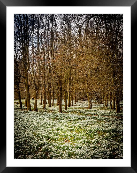 Snowdrop Woods, Welford, Berkshire, England, UK Framed Mounted Print by Mark Llewellyn