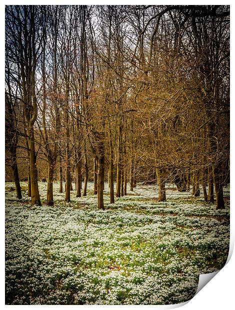 Snowdrop Woods, Welford, Berkshire, England, UK Print by Mark Llewellyn