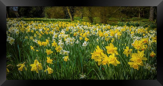 Yellow Daffodils Framed Print by Mark Llewellyn