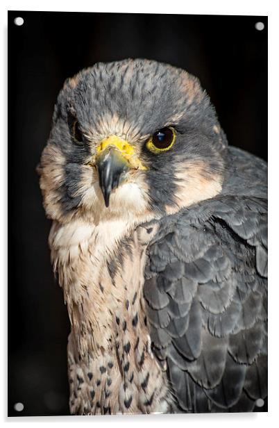 Peregrine Falcon Portrait Acrylic by Andy McGarry