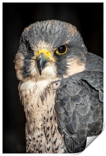 Peregrine Falcon Portrait Print by Andy McGarry