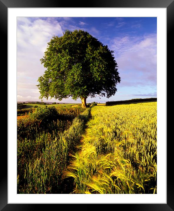 Oak and Barley Framed Mounted Print by Darren Galpin