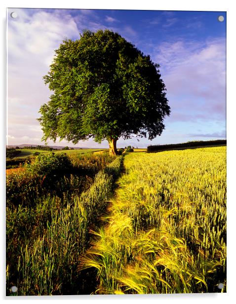Oak and Barley Acrylic by Darren Galpin