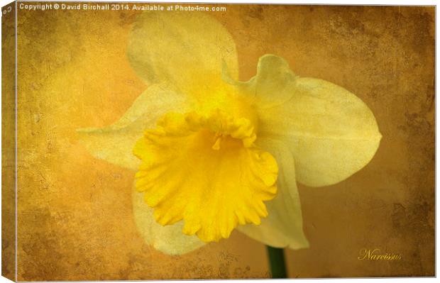 Daffodil Narcissus Canvas Print by David Birchall